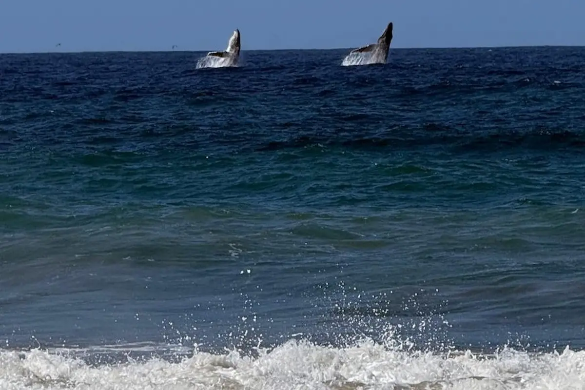 Whales surfacing off the Baja coast